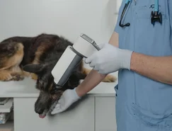 Inteligência artificial chega aos exames de cães e gatos - Pexels (2).jpg 