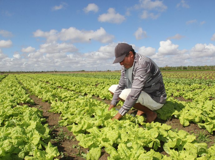 Agricultura Familiar: Arapiraca abre editais para Programa de Aquisição de Alimentos
