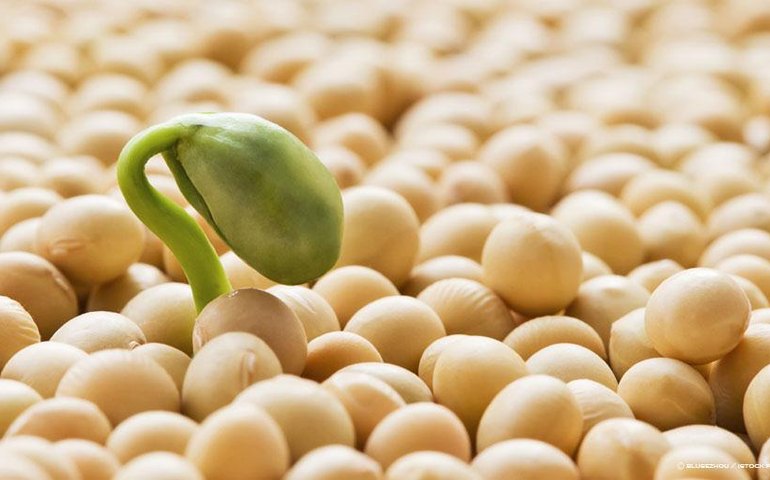 20% de soja e carne exportadas para a UE seriam &#8216;ilegais&#8217;