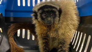 macaco guigó