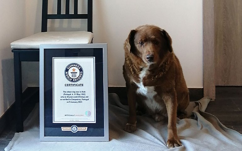 Guiness Book: saiba quais são as raças e os nomes dos 5 cachorros mais longevos do planeta