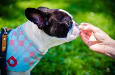 Clima frio e doenças articulares em pets: como evitar dores e desconfortos