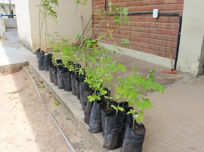 Semarh promove doação de 60 mudas da espécie Moringa