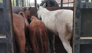 Policia Civil furto de animais / Foto: SSP/SE
