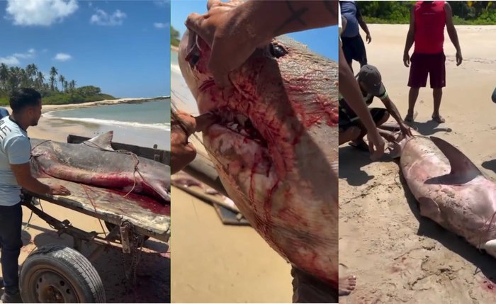 Tubarão-tigre foi pescado em Coruripe