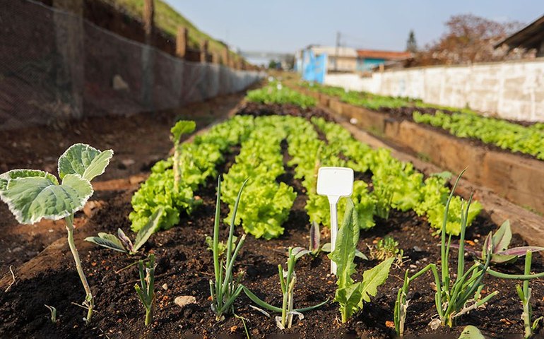 Comissão de Agricultura pode votar hortas comunitárias em terrenos da União