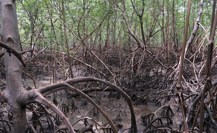 O ecossistema também abriga espécies ameaçadas de extinção O ecossistema também abriga espécies ameaçadas de extinção