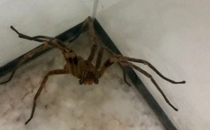 Sesau investiga suspeita de ataques de aranha-marrom após duas mortes em AL