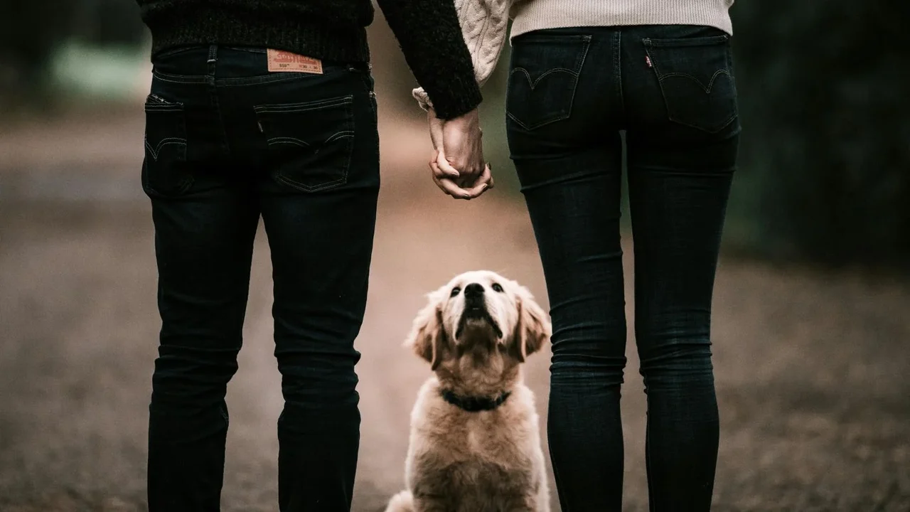 Guarda compartilhada de pets entra na lei brasileira