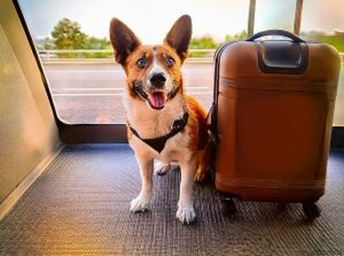 Vai viajar? Como criar um ambiente adequado para os pets
