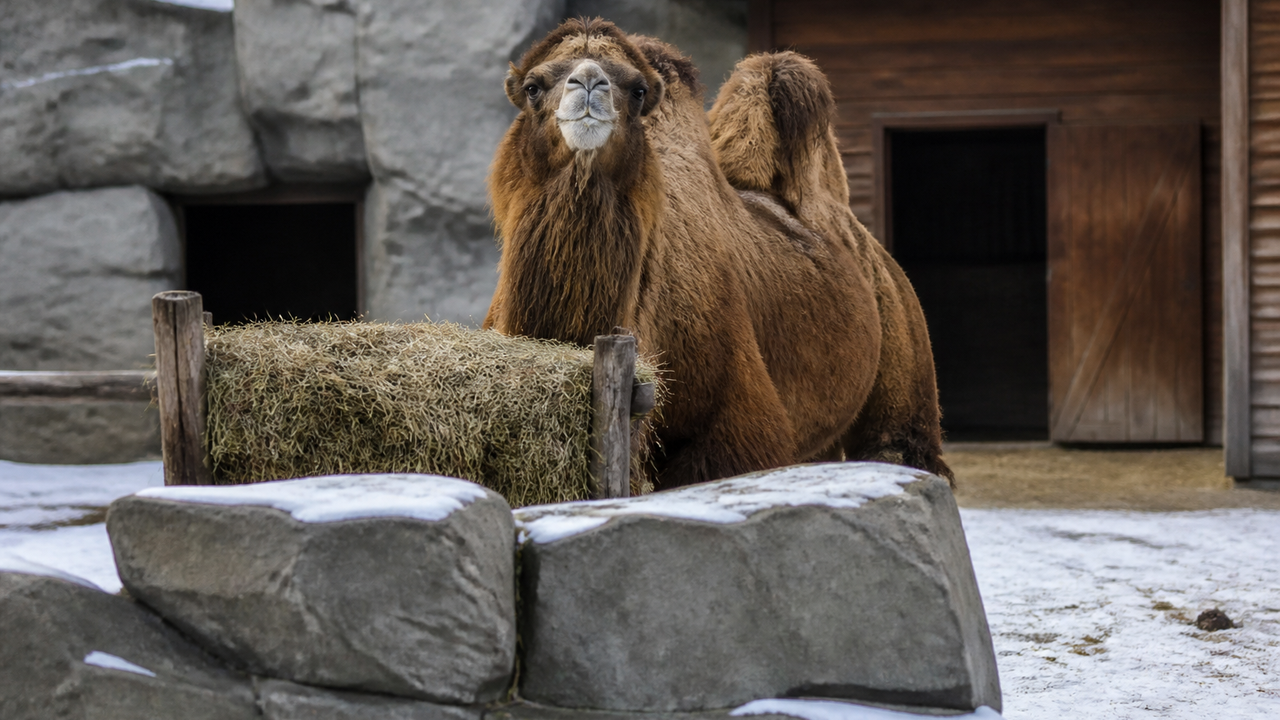 Começar o dia sem pressa: damões dão exemplo no Zoológico de Moscou