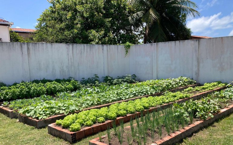 Hortas Urbanas: terapia, segurança alimentar e sustentabilidade promovidas pelo Governo de Alagoas