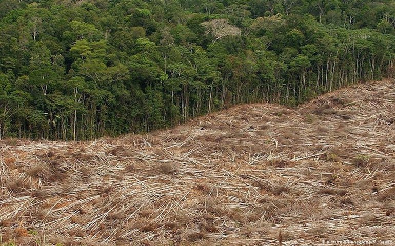 Desmatamento amazônico dobrou, mostram imagens de satélite