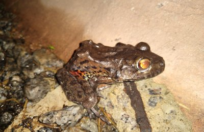 Passagens de fauna implantadas na BR-101 contribuem para a conservação das espécies