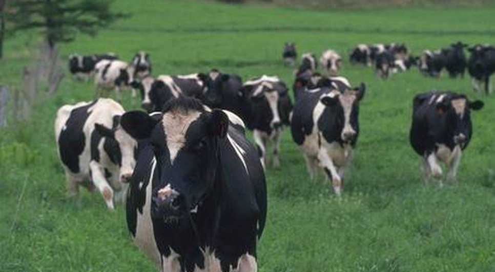 Animal contraiu doença em frigorífico do Mato Grosso / Getty Images