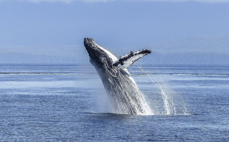 Descobrem na Austrália nova espécie de baleia extinta que viveu há 25 milhões de anos (FOTO)