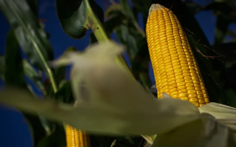Milho/USDA: EUA vendem 1,01 milhão de toneladas da safra 2024/25 na semana