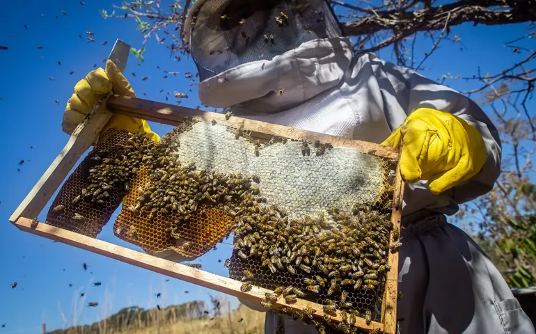 Idosa morre após ser atacada por enxame de abelhas no interior de SP