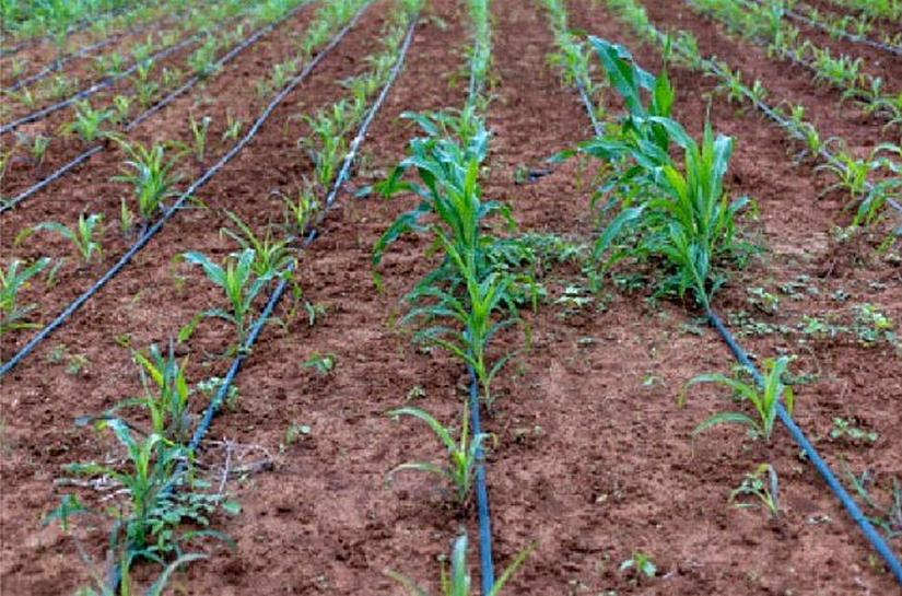 Água do São Francisco impulsiona produção e renda em comunidades reassentadas