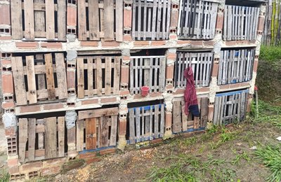 PM flagra rinha e apreende 23 galos que sofriam maus-tratos