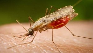 malaria.jpg