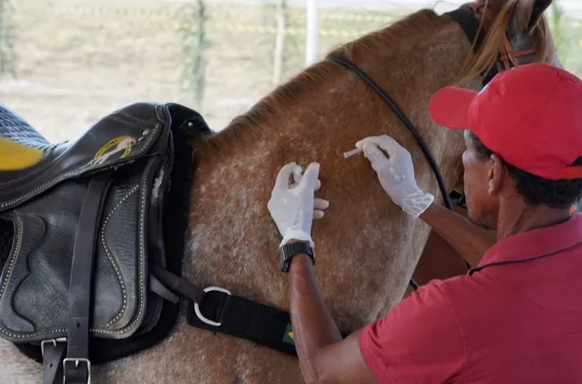 Prefeitura de Marechal Deodoro inicia campanha de vacinação para equinos neste sábado (11)