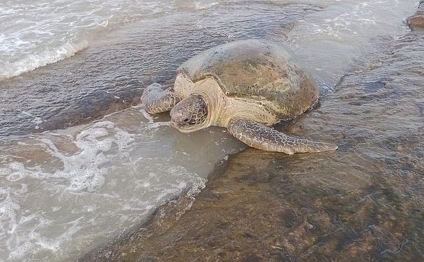 Tartaruga marinha é resgatada com vida após encalhar na ﻿Lagoa Azeda