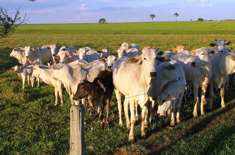 Sebrae e parceiros realizam I Encontro da Pecuária de Corte no Nordeste