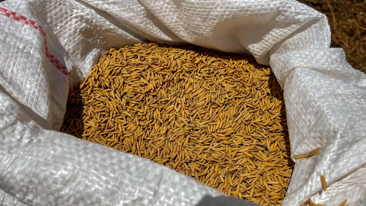 Governo Paulo Dantas investe em pacote de ações para incentivar produção de arroz em Alagoas