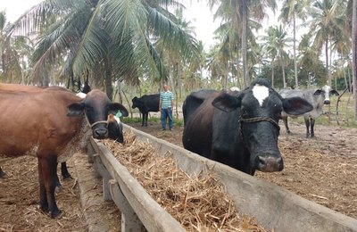 Nova liberação da Desenvolve deverá beneficiar mais produtores de leite de Piaçabuçu 