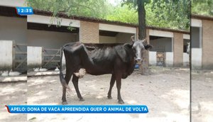 Vaca apreendida