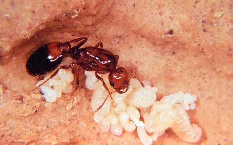 Praga em Nova York: espécie de formiga se espalhou pela cidade e pode causar danos ecológicos; entenda