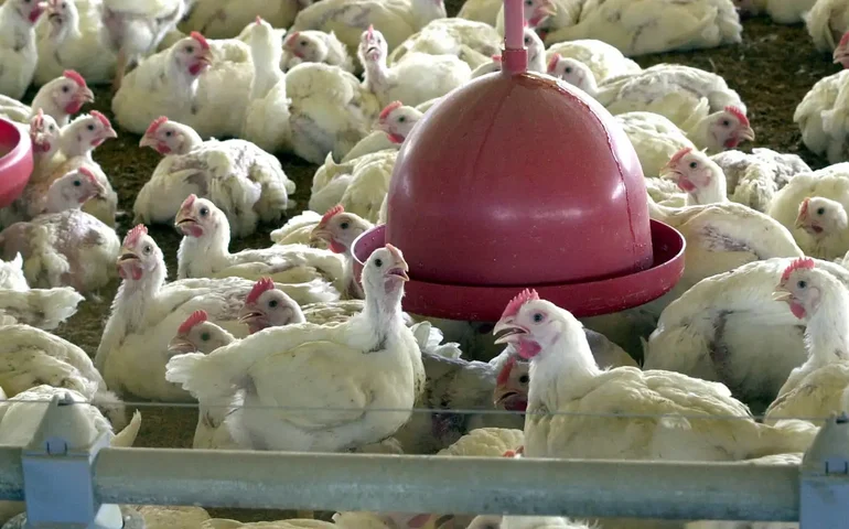 Gripe aviária: exportações de frango do Brasil estão suspensas também para Uruguai e Chile