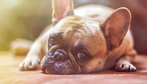 Mais duas marcas de petiscos para cães podem ter usado substância contaminada / Foto: Foto: Pixabay/Arquivo