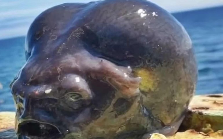 Pescador russo captura peixe de águas profundas que parece uma cabeça de alienígena