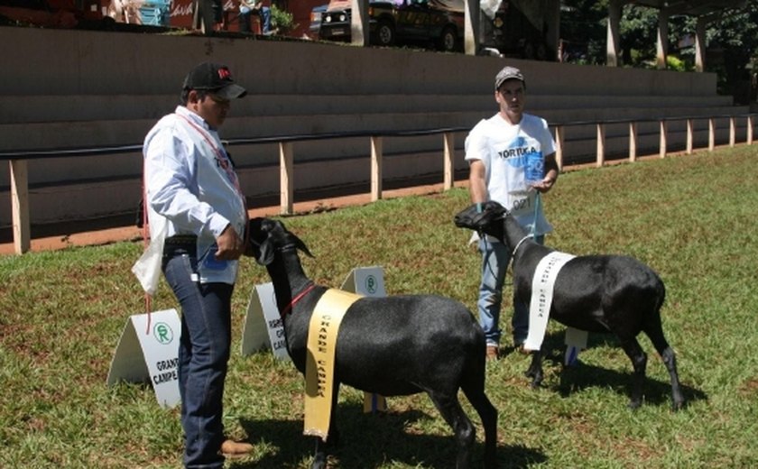 Expoalagoas  Genética reunirá destaques da raça santa inês