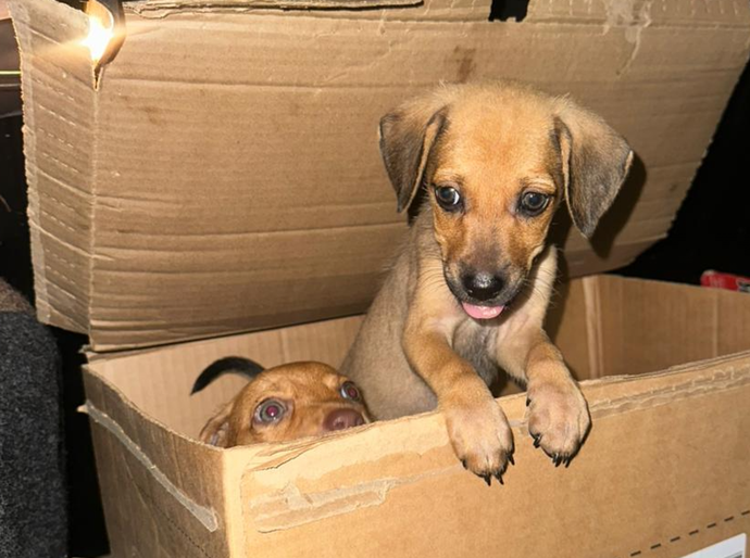 Polícia Civil investiga abandono de filhotes de cachorros em Maceió