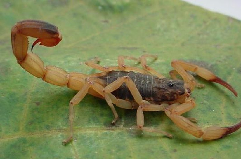 Sesau orienta sobre o que fazer em caso de acidentes com animais venenosos