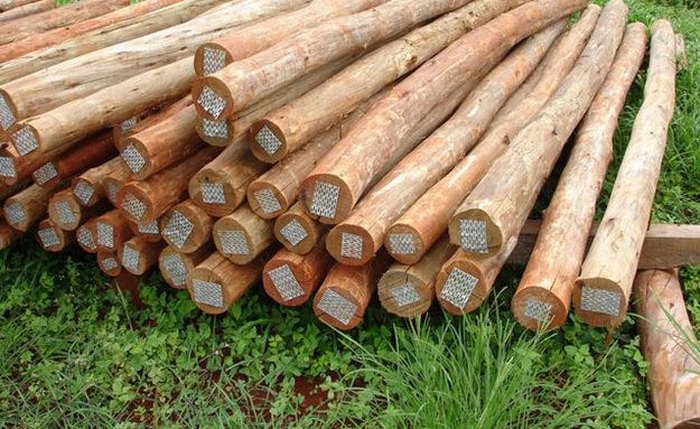 Fazenda de eucalipto