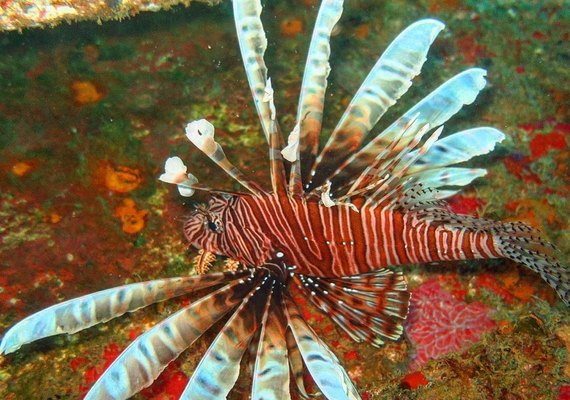 Ufal articula novas medidas para espécies marinhas invasoras