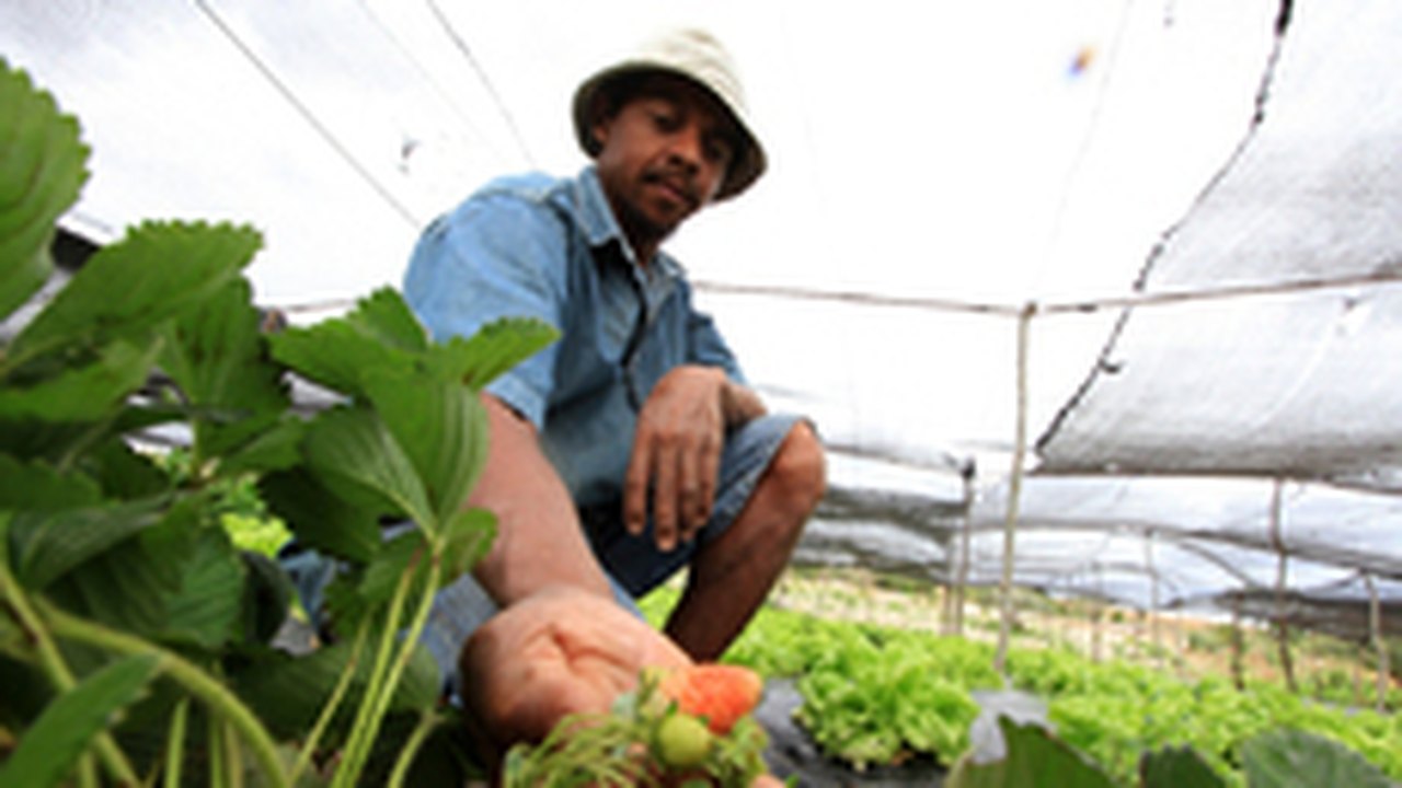 Área irrigada gera renda para agricultura familiar