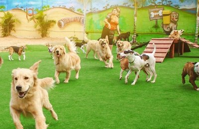 Férias: o que observar antes de deixar seu pet em um hotel ou creche e quais são os direitos do tutor