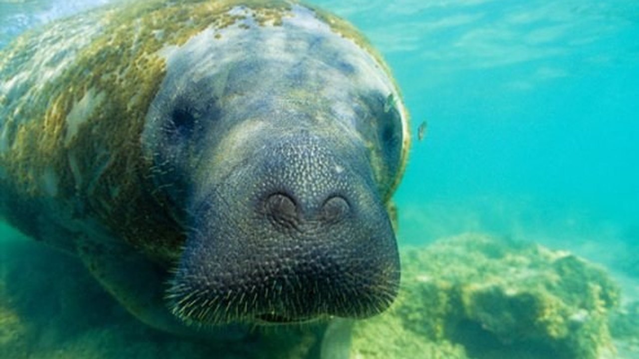 Campanha SOS Peixe-Boi preserva vida do animal na costa alagoana