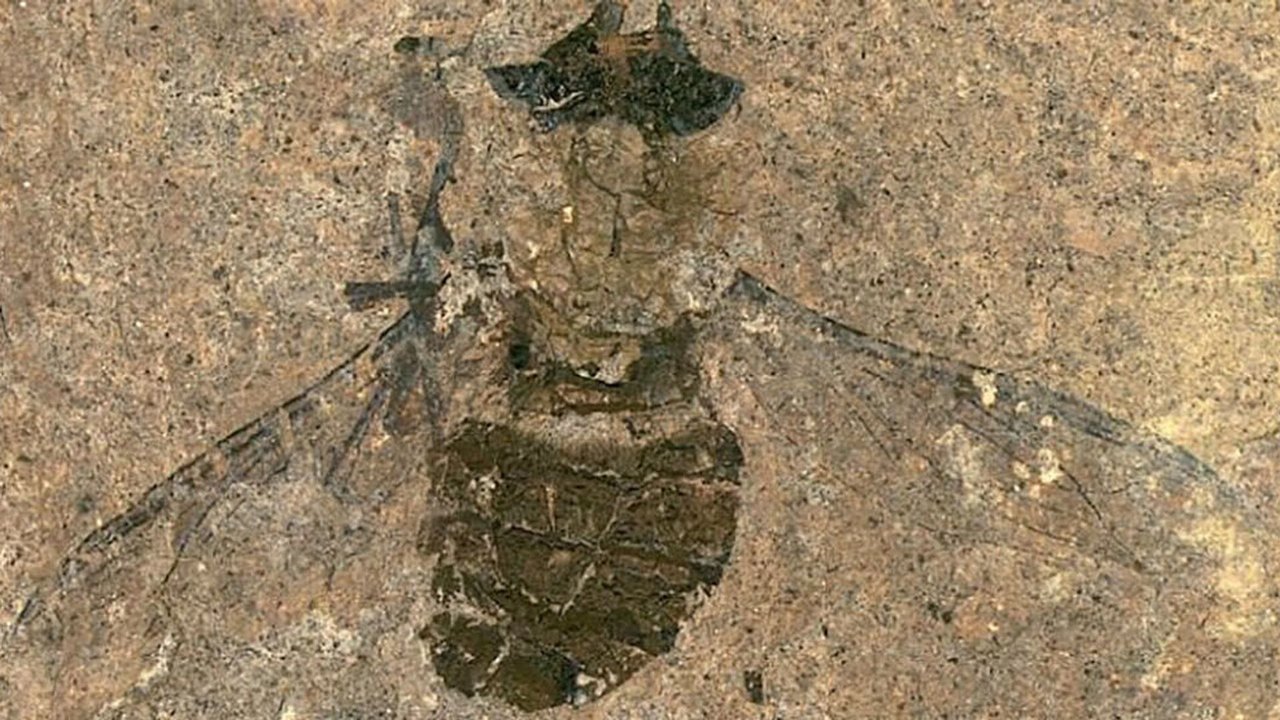Fóssil de nova espécie de abelha de 14,6 milhões de anos é descoberto na Nova Zelândia (FOTO)