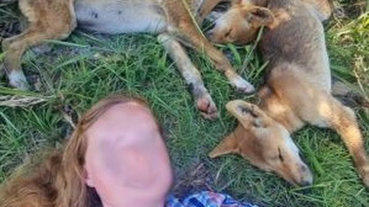 Austrália multa mulheres por selfie com cão selvagem que ataca seres humanos