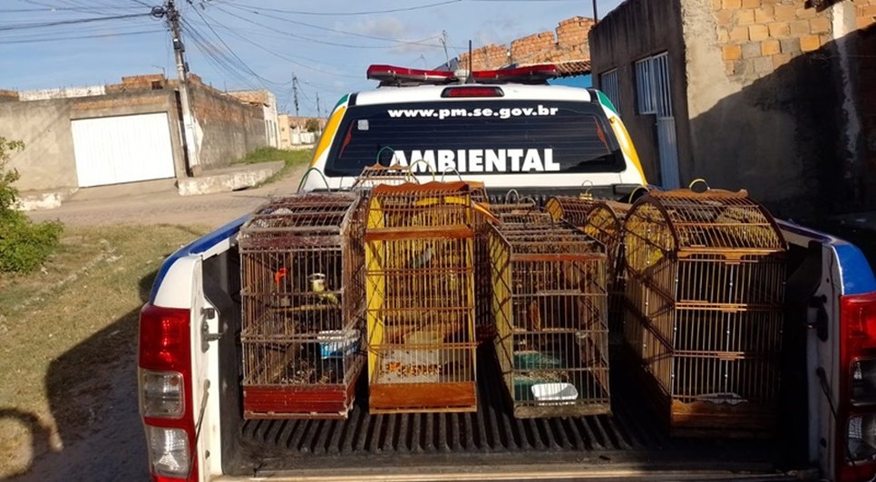 Mais de 50 aves silvestres mantidas em cativeiro são apreendidas em Sergipe / Foto: Foto: Polícia Militar/SE