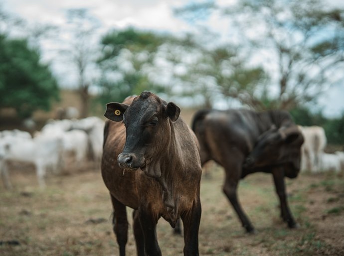 Gestão no campo: Sebrae impulsiona a pecuária de corte em Alagoas e transforma fazendas em negócios competitivos