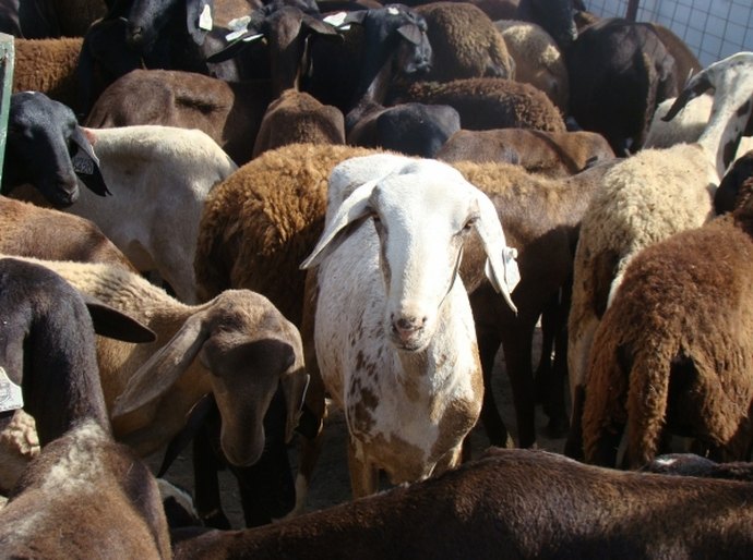 Ovinocaprinocultura e irrigação são cursos ofertados pela Seagri