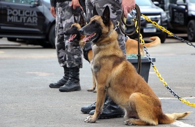 Aprovado projeto de criação de abrigos permanentes para cães da Polícia Militar