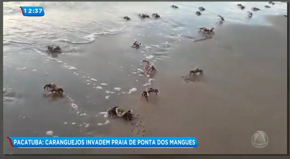 Caranguejos